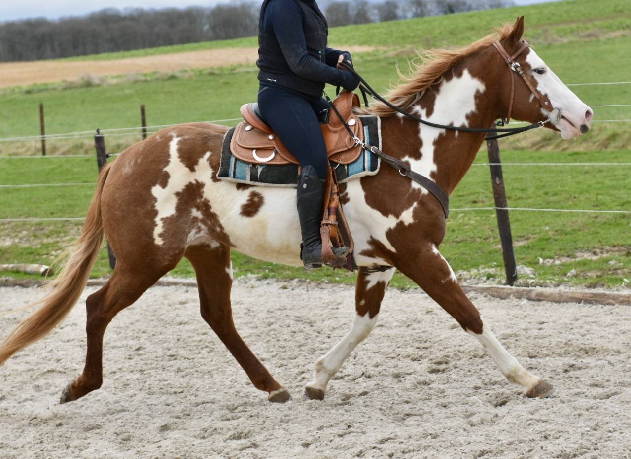 Semental Paint Horse En venta 2021 Overo