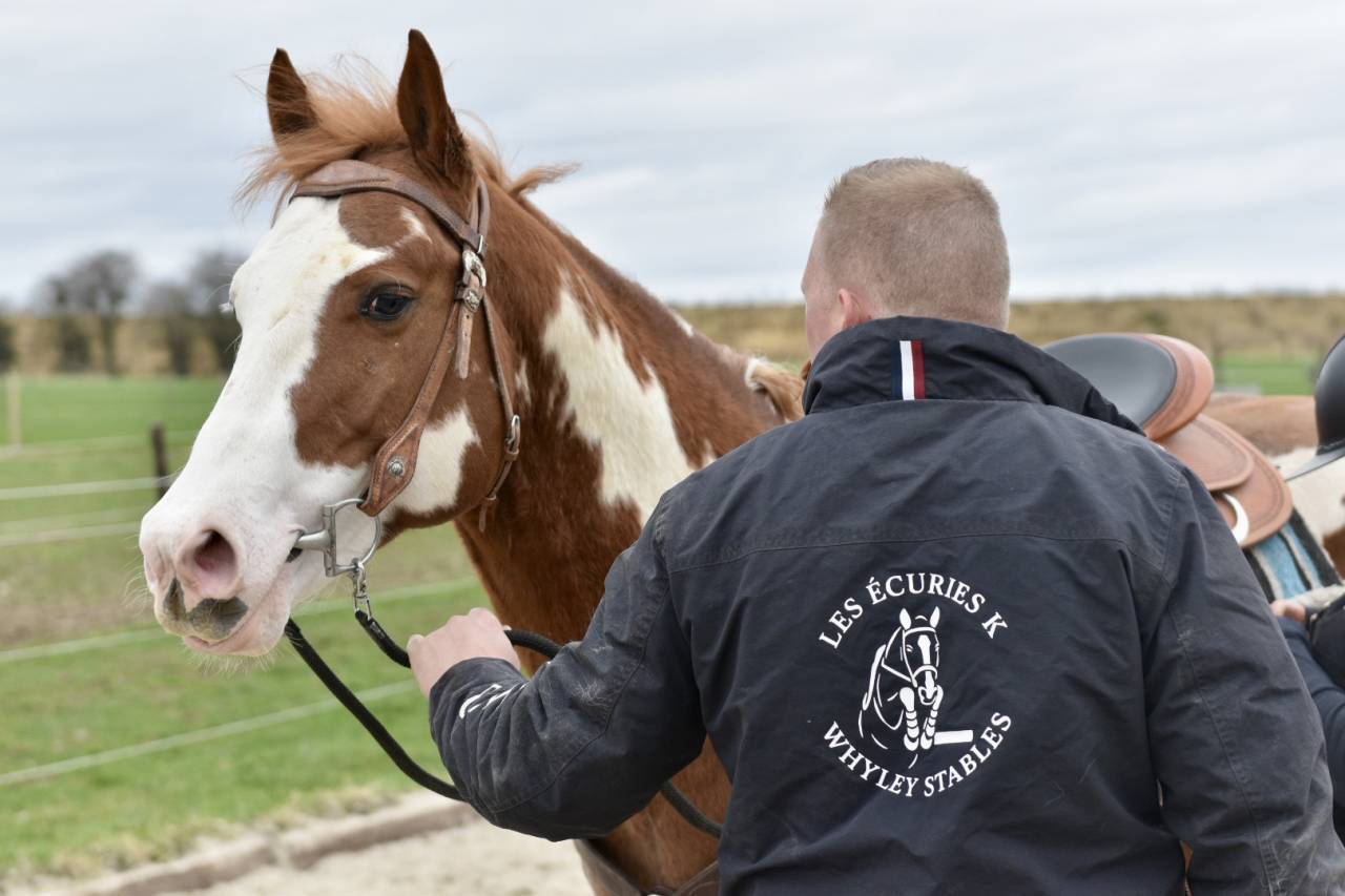 Semental Paint Horse En venta 2021 Overo