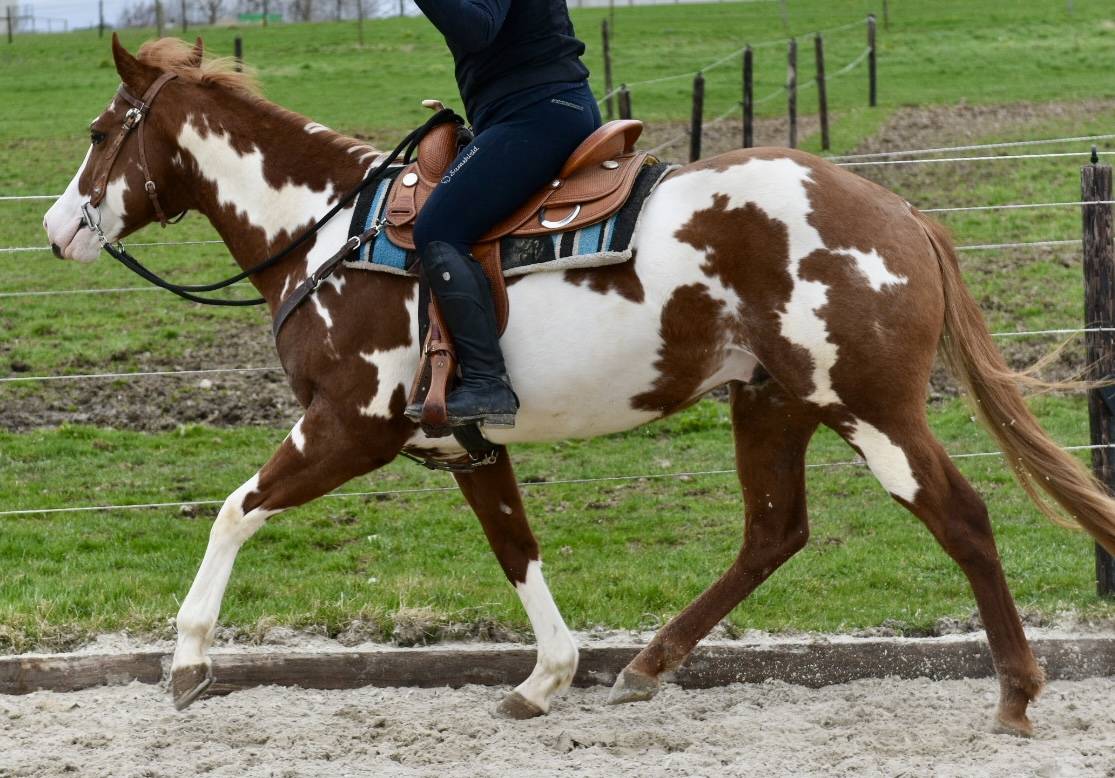 Semental Paint Horse En venta 2021 Overo