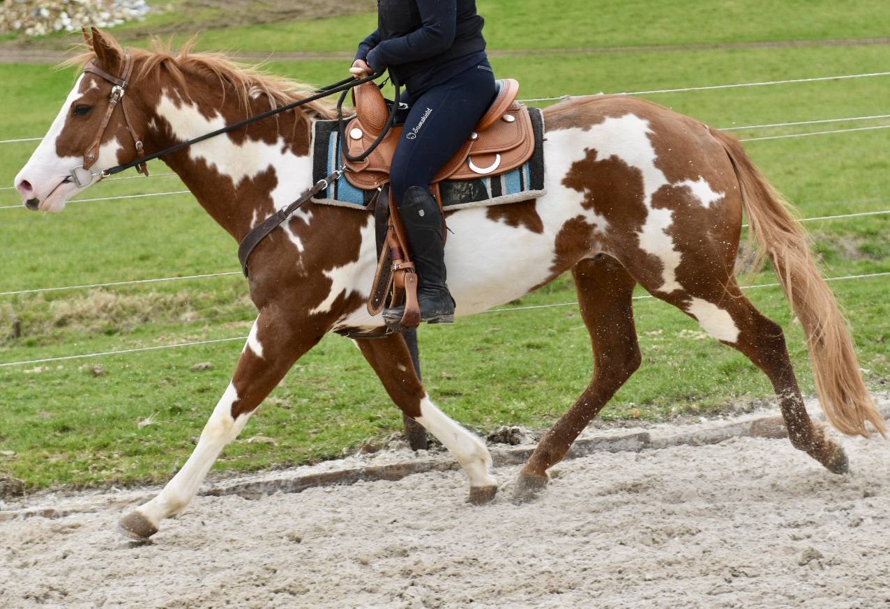 Semental Paint Horse En venta 2021 Overo