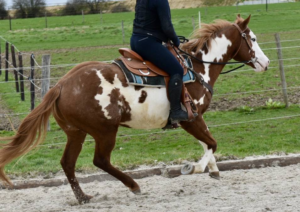 Semental Paint Horse En venta 2021 Overo