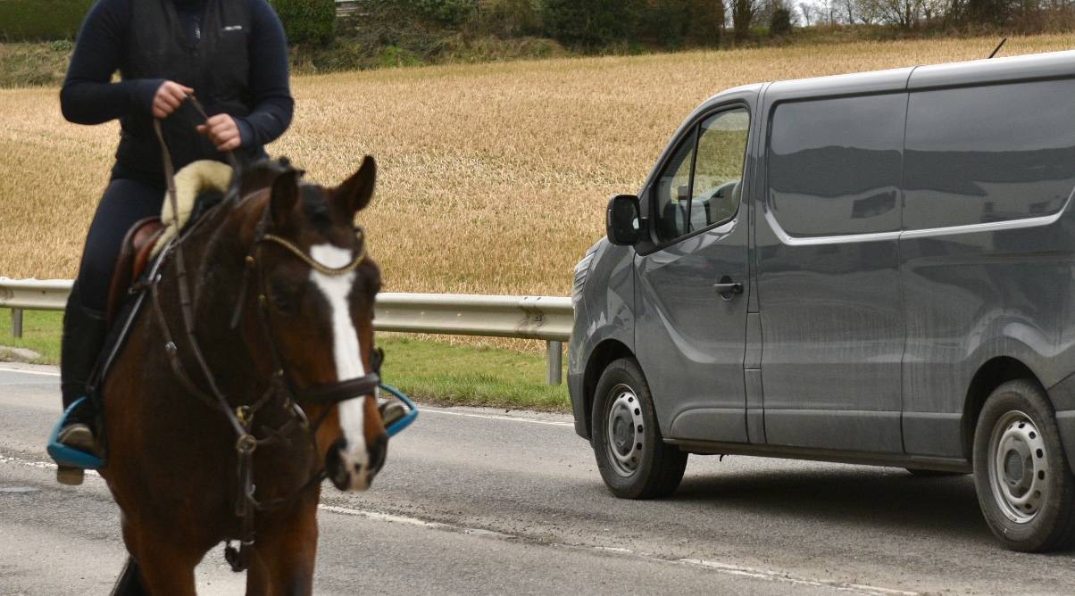 Yegua BWP Caballo de Sangre Belga En venta 2015 Bayo
