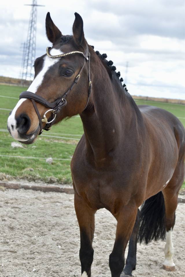 Yegua BWP Caballo de Sangre Belga En venta 2015 Bayo