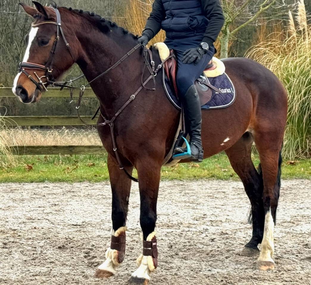 Yegua BWP Caballo de Sangre Belga En venta 2015 Bayo