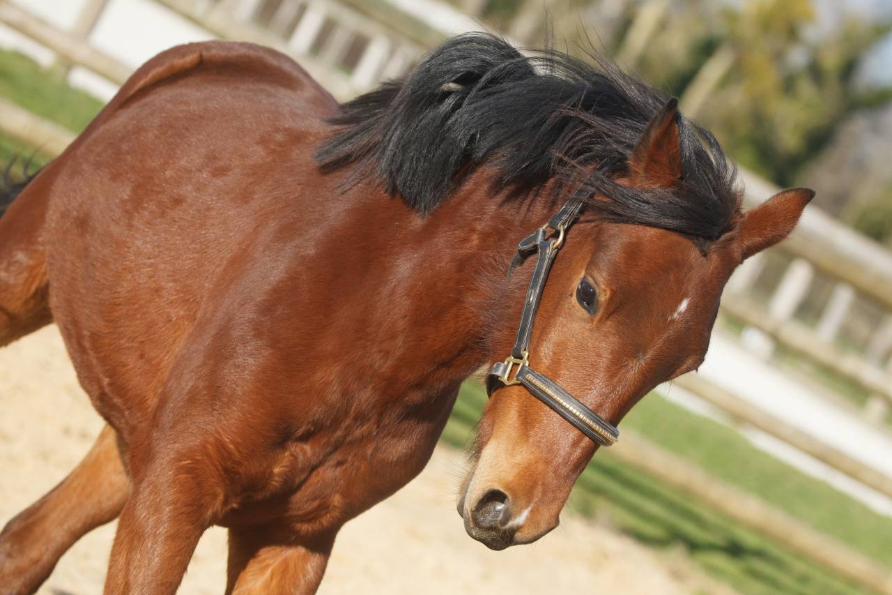 Yegua New Forest En venta 2024 Bayo por L'ancelot du m&eacute;nage