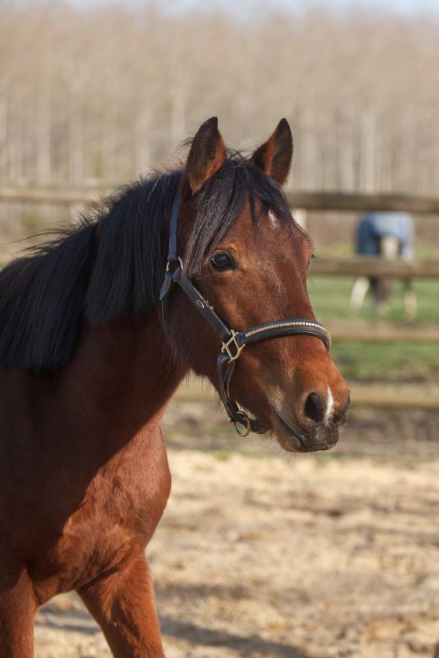 Yegua New Forest En venta 2024 Bayo por L'ancelot du m&eacute;nage