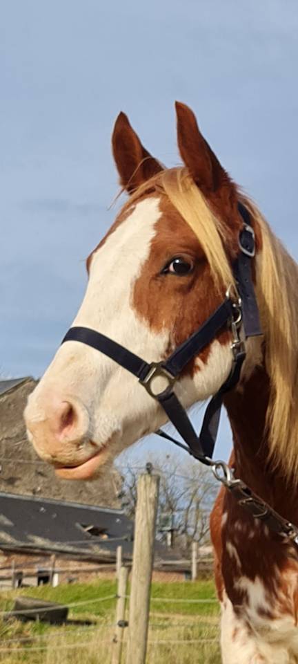 Caballo castrado Paint Horse En venta 2024 P&iacute;o