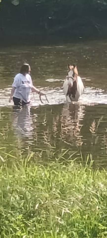 Caballo castrado Paint Horse En venta 2024 P&iacute;o