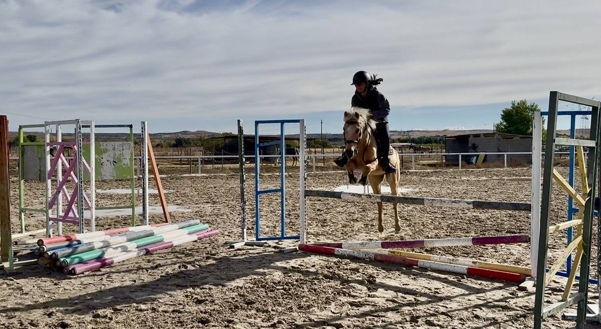 Welsh Palomino Pony - Safe & Versatile