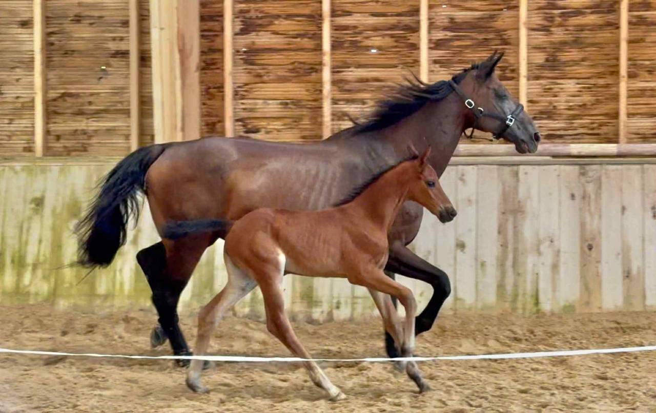 Potranca Otra raza de Caballos En venta 2025 Bayo