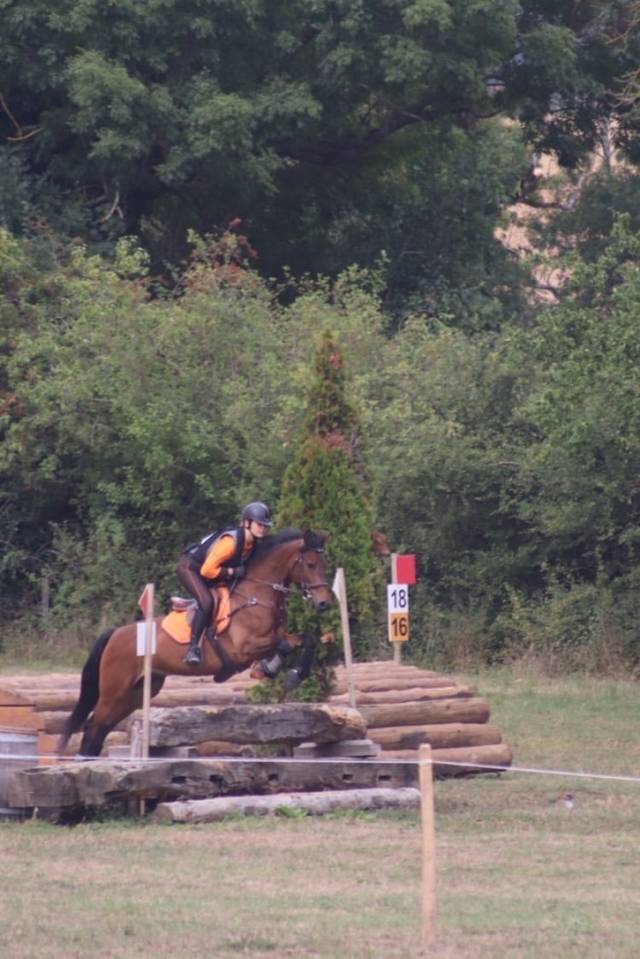 Caballo castrado Connemara En venta 2012 Bayo moreno por Vador Shadow du Gite, CO