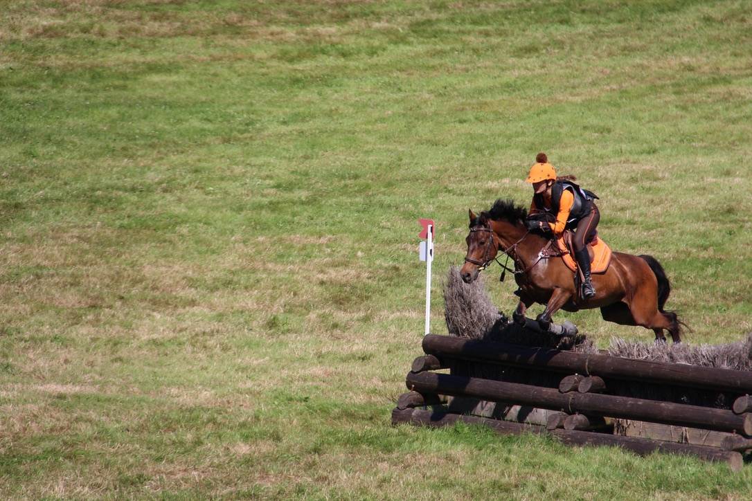 Caballo castrado Connemara En venta 2012 Bayo moreno por Vador Shadow du Gite, CO