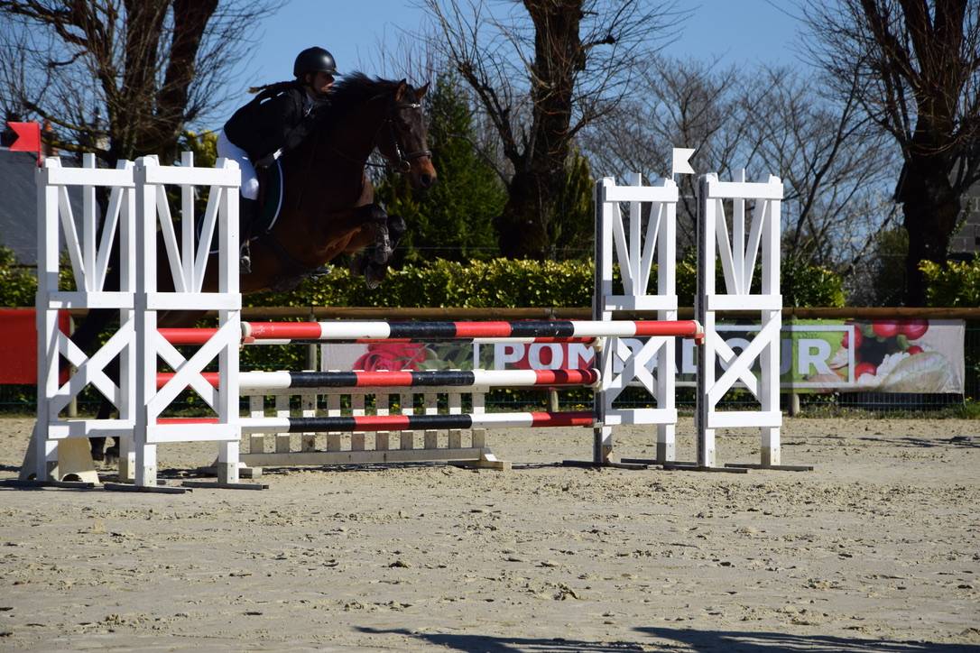 Caballo castrado Connemara En venta 2012 Bayo moreno por Vador Shadow du Gite, CO