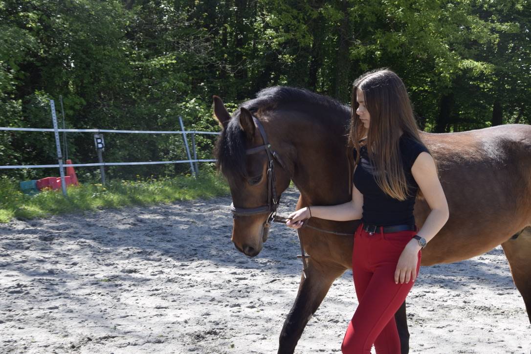 Caballo castrado Connemara En venta 2012 Bayo moreno por Vador Shadow du Gite, CO