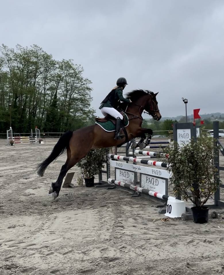 Caballo castrado Connemara En venta 2012 Bayo moreno por Vador Shadow du Gite, CO