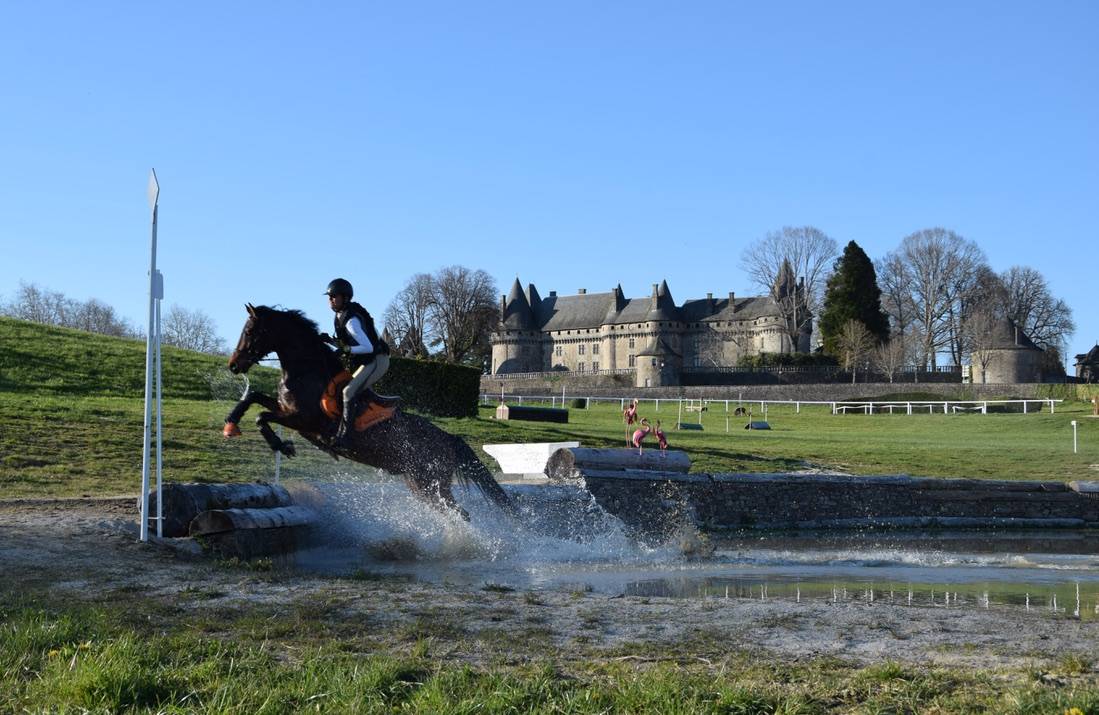 Caballo castrado Connemara En venta 2012 Bayo moreno por Vador Shadow du Gite, CO