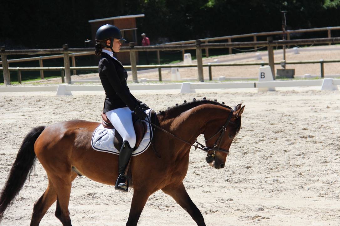 Caballo castrado Connemara En venta 2012 Bayo moreno por Vador Shadow du Gite, CO