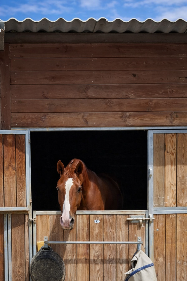 Caballo castrado sBs Caballo de Deporte Belga En venta 2021 Alaz&aacute;n