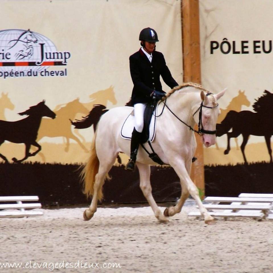 PRESIDENTE DE JARAMA - PRE Pura Raza Espa&ntilde;ola 2016 por SERRANO UNO