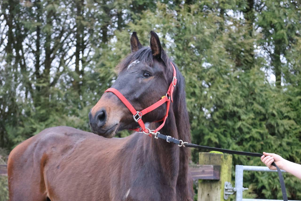 Yegua Zangersheide En venta 2022 Bayo por QUINTERO LS