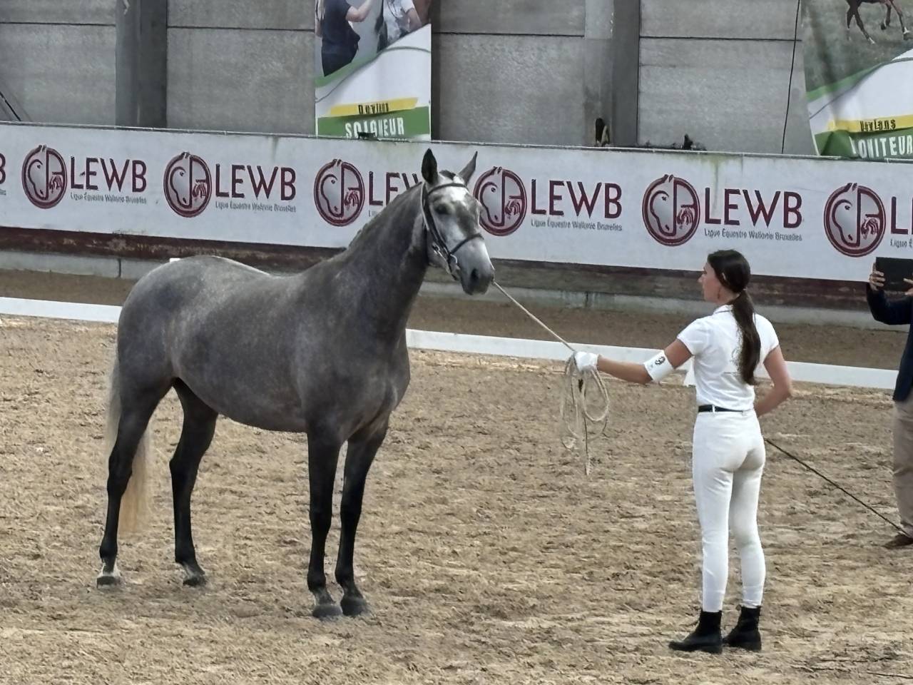 Yegua Lusitano En venta 2021 Tordo por Furacao II Sernadin