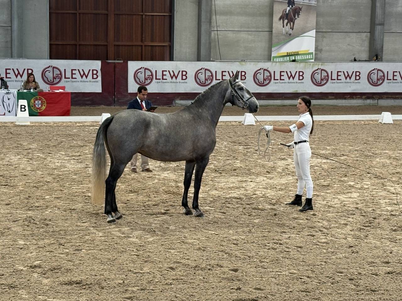 Yegua Lusitano En venta 2021 Tordo por Furacao II Sernadin