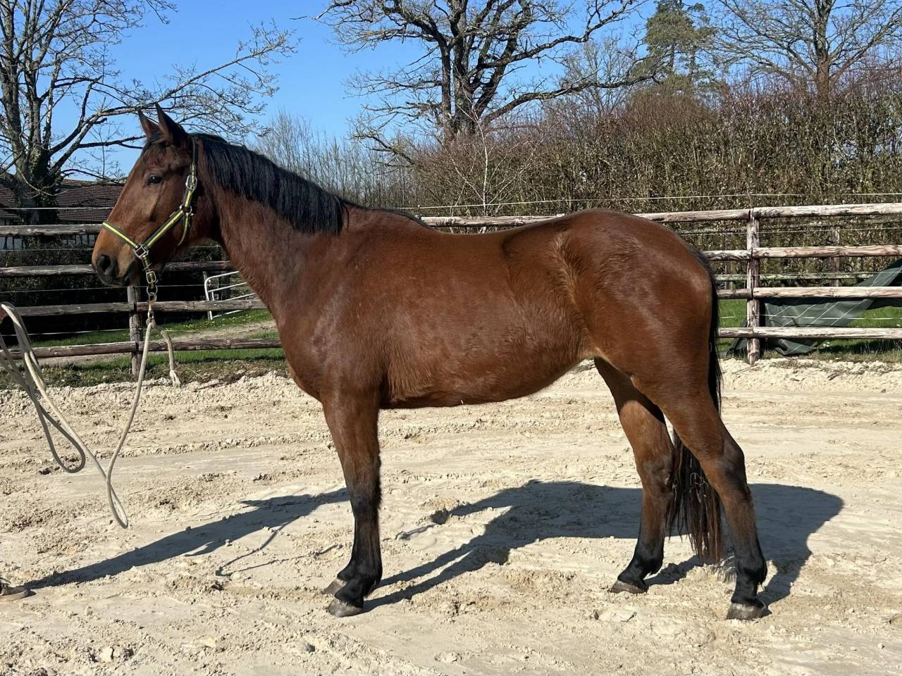 Yegua Zangersheide En venta 2022 Bayo por CANTURO