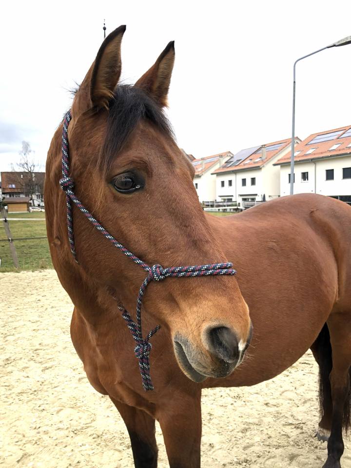 Yegua PRE Pura Raza Espa&ntilde;ola En venta 2011 Bayo por KIOTO XXII (ES), PRE