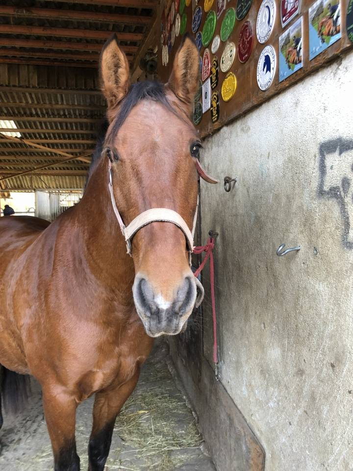 Yegua PRE Pura Raza Espa&ntilde;ola En venta 2011 Bayo por KIOTO XXII (ES), PRE