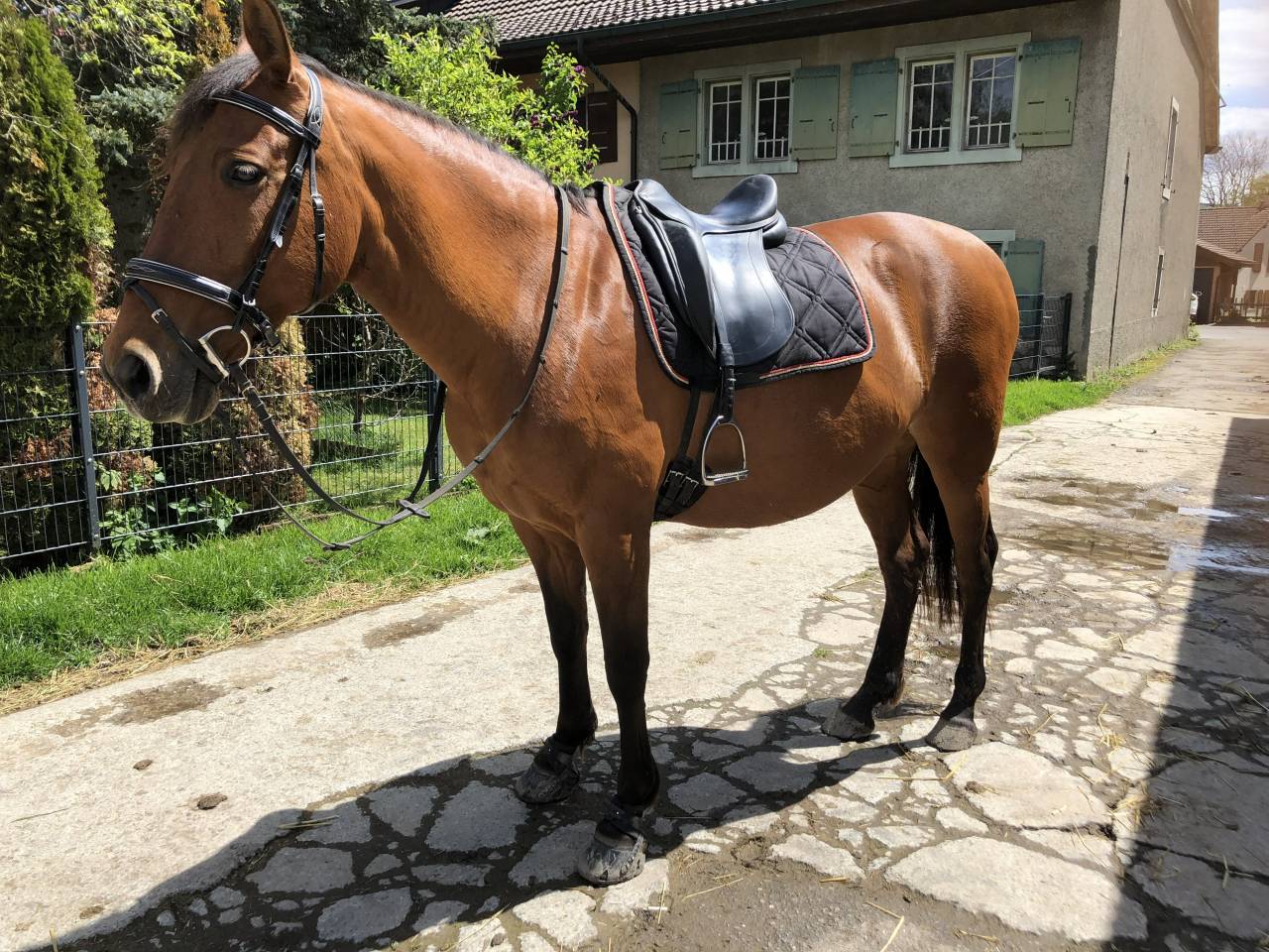 Yegua PRE Pura Raza Espa&ntilde;ola En venta 2011 Bayo por KIOTO XXII (ES), PRE