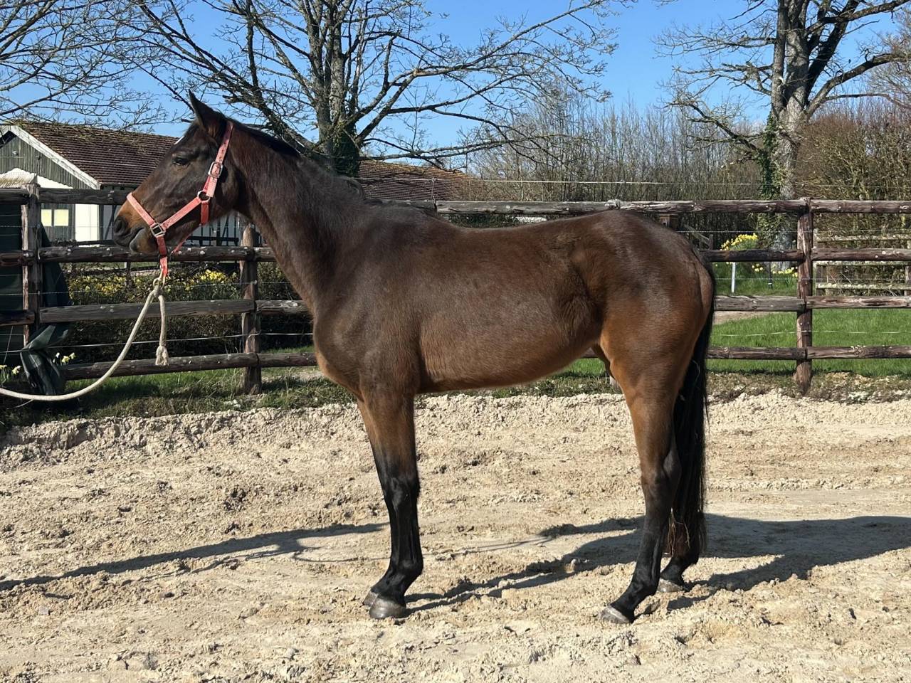 Yegua Zangersheide En venta 2022 Bayo por CANTURO