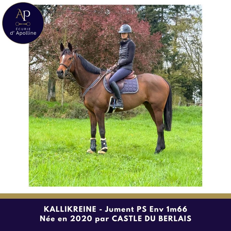 Yegua Pura Sangre En venta 2020 Bayo