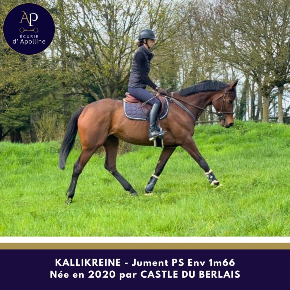 Yegua Pura Sangre En venta 2020 Bayo