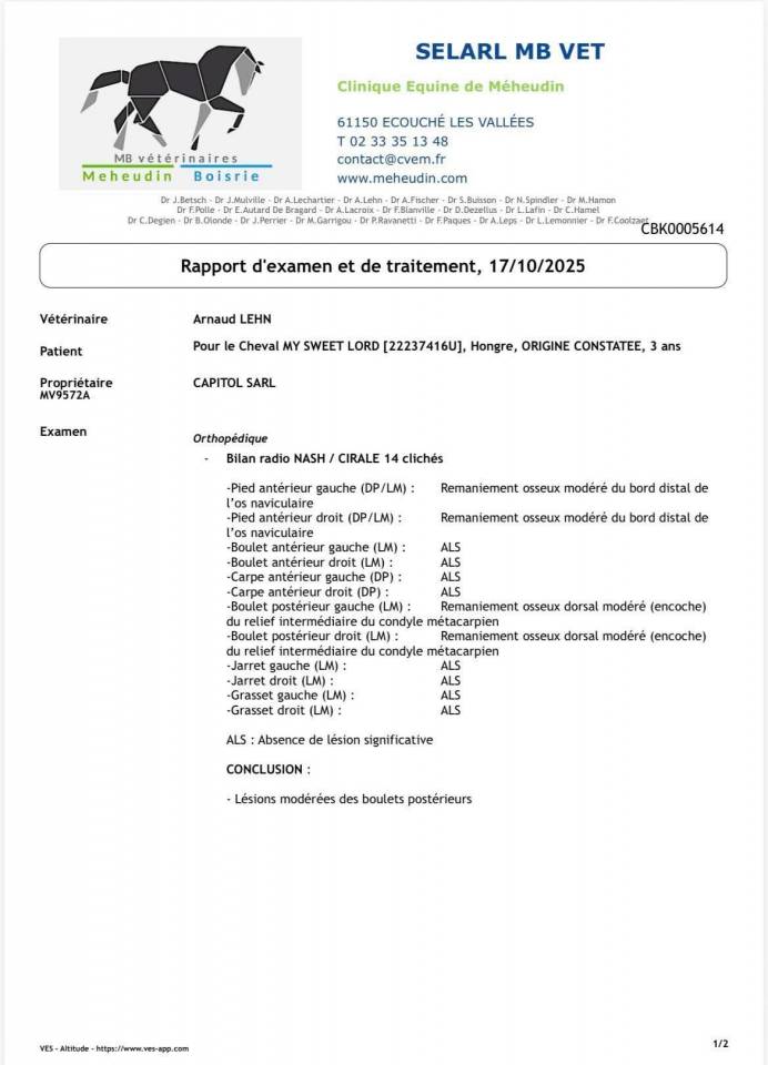 Caballo castrado Origine Constat&eacute;e En venta 2022 Tordo por Continuum