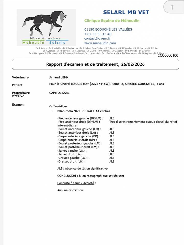 Yegua Origine Constat&eacute;e En venta 2022 Tordo por CONTIUUM