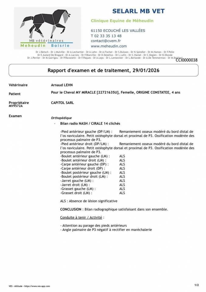 Yegua Origine Constat&eacute;e En venta 2022 Bayo por CRAZY COOL DU GAZON Z