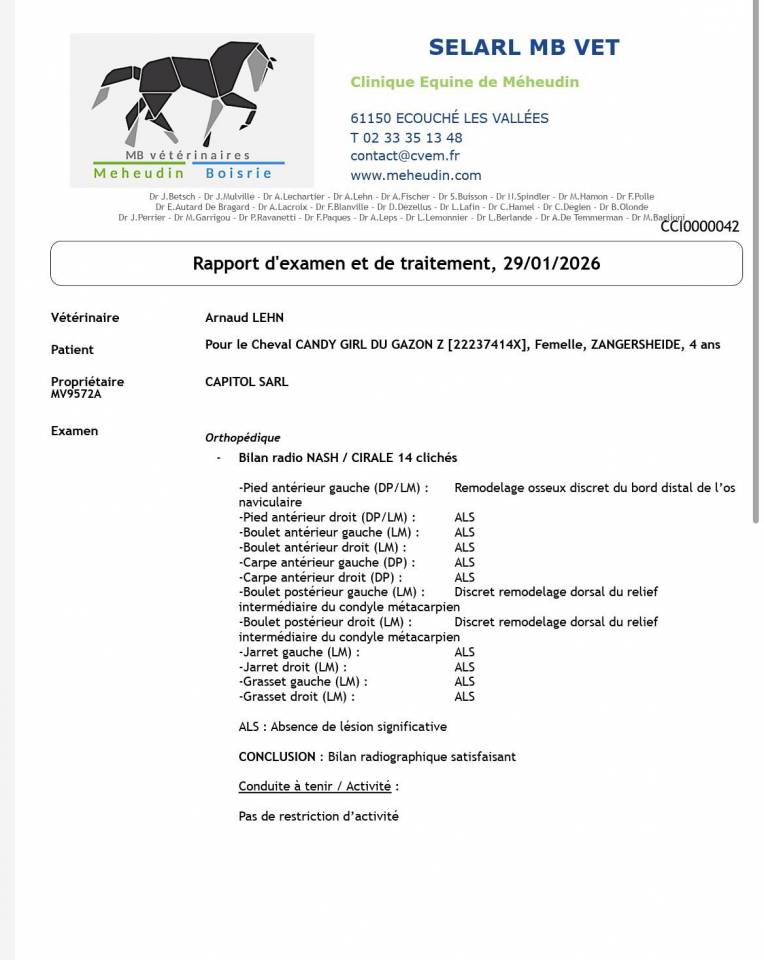 Yegua Zangersheide En venta 2022 Bayo por CONTINUU%