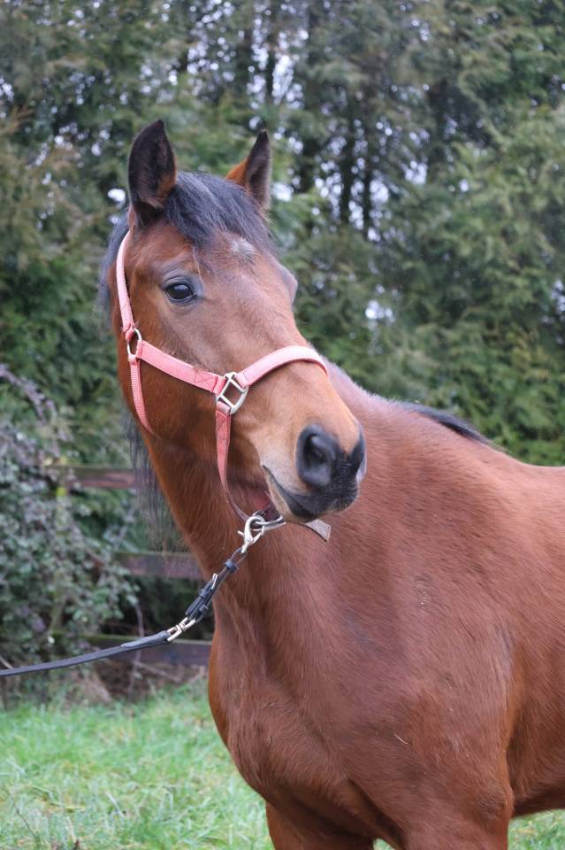 Yegua Zangersheide En venta 2022 Bayo por CONTINUU%