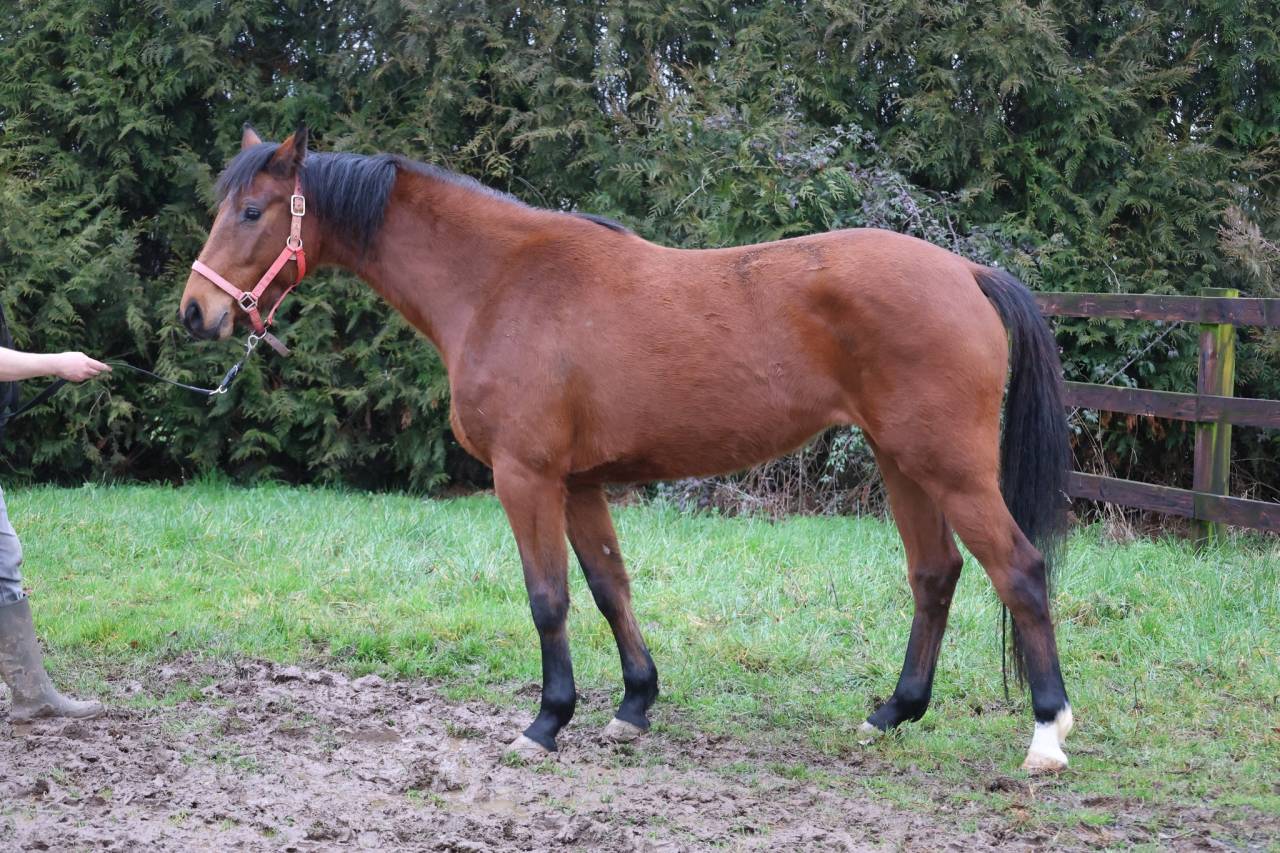 Yegua Zangersheide En venta 2022 Bayo por CONTINUU%