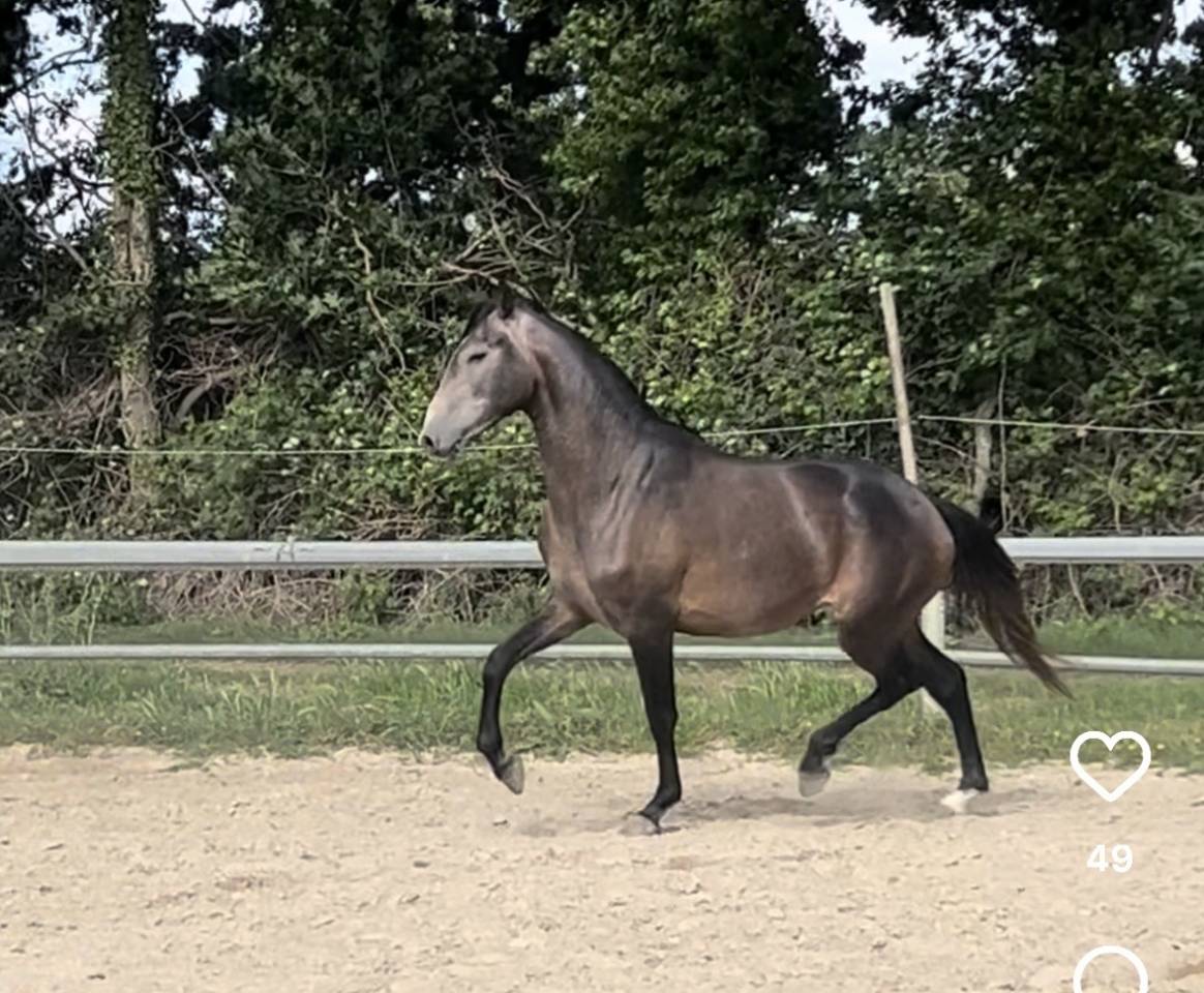Caballo castrado Lusitano En venta 2023 Tordo por Berlioz