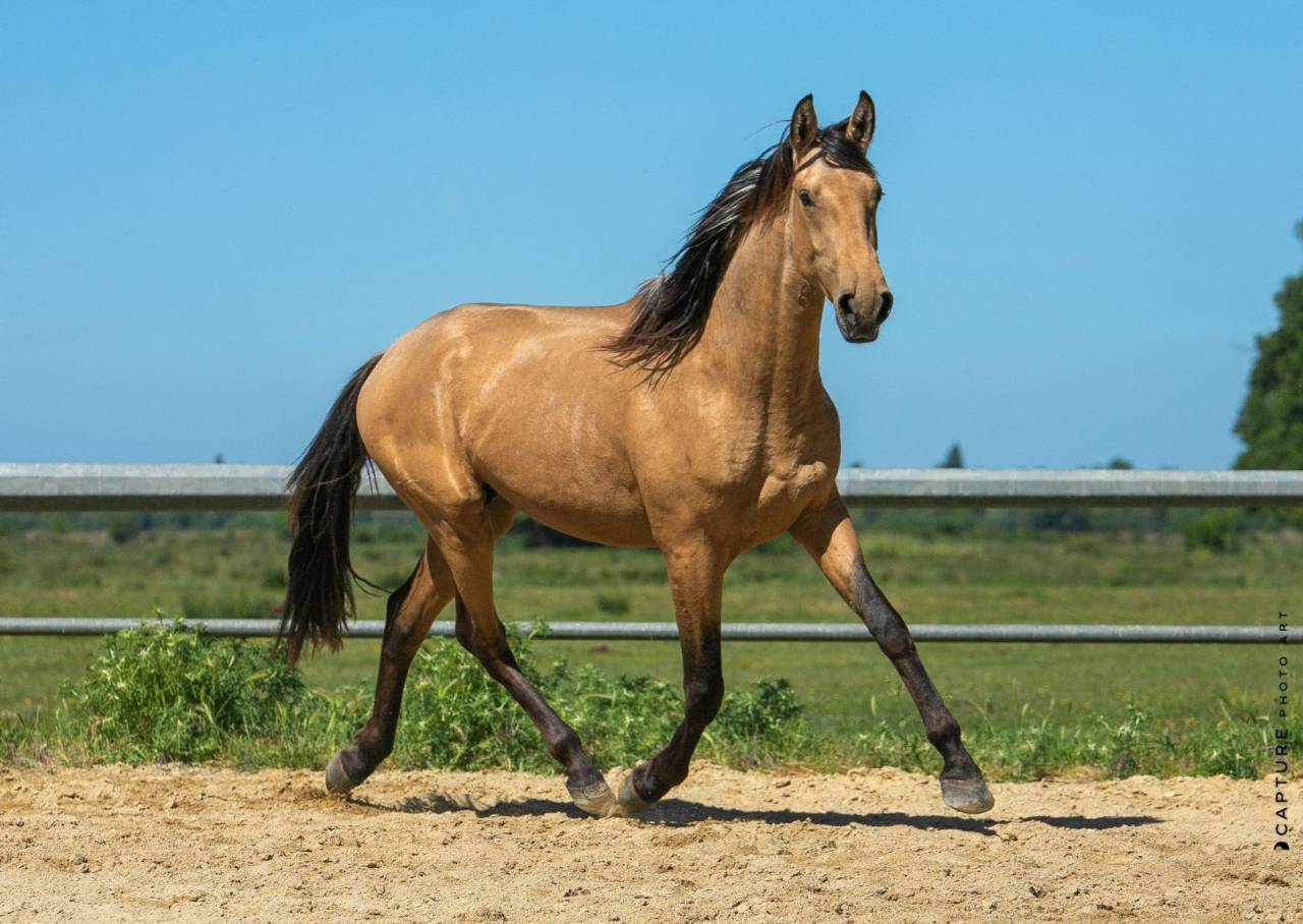 Caballo entero Lusitano En venta 2023 Isabelo por Berlioz du Castel