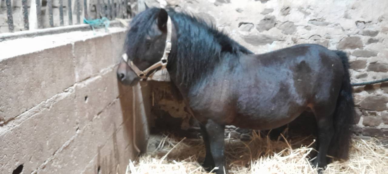 Semental Shetland En venta 2012 Negro por wells royal blend(gb