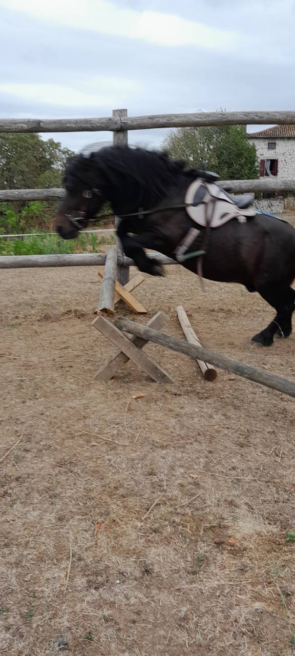 Semental Shetland En venta 2012 Negro por wells royal blend(gb