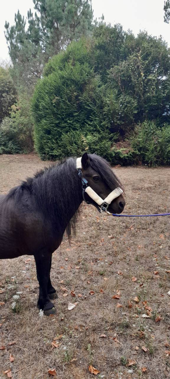 Semental Shetland En venta 2012 Negro por wells royal blend(gb