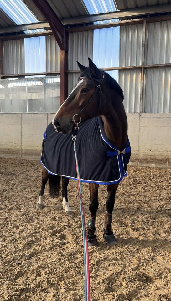 Yegua KWPN Caballo de Deporte Neerland&eacute;s En venta 2010 Bayo