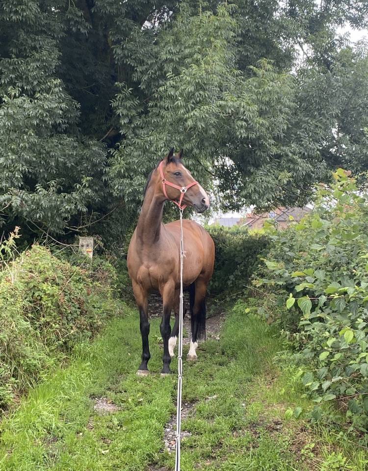 Yegua KWPN Caballo de Deporte Neerland&eacute;s En venta 2010 Bayo