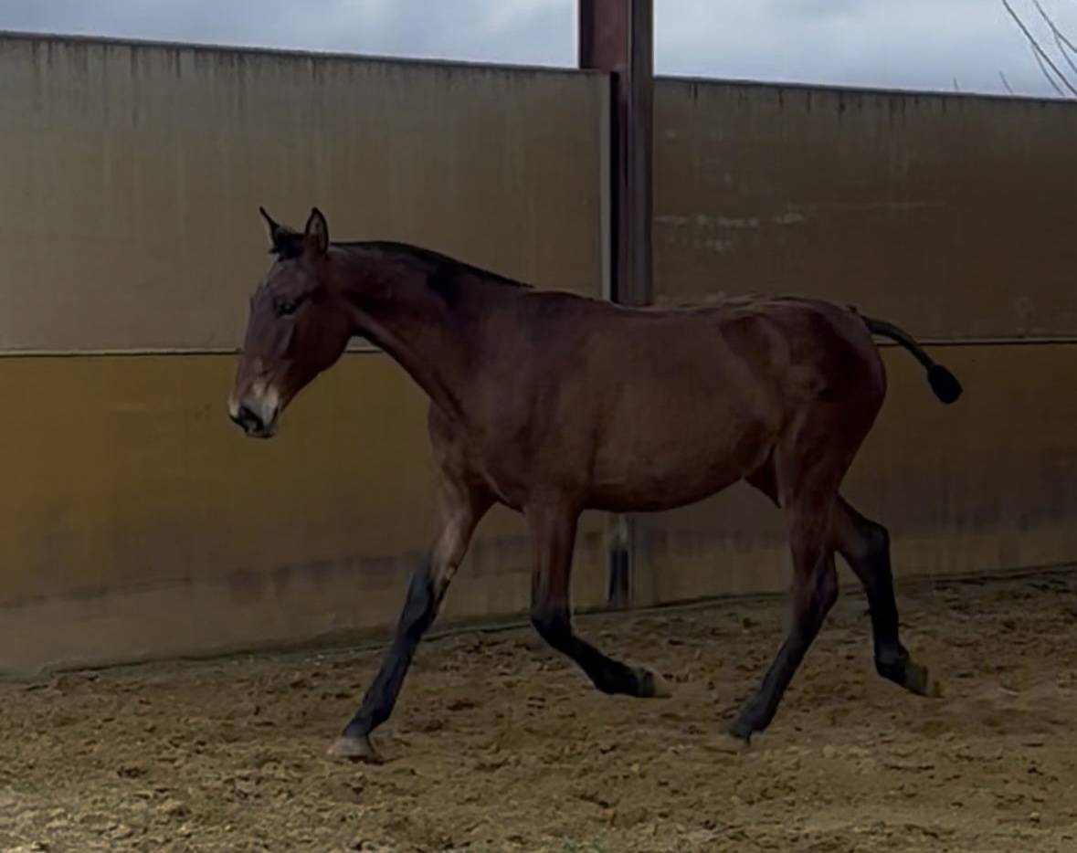 Potra Pura Raza Espa&ntilde;ola