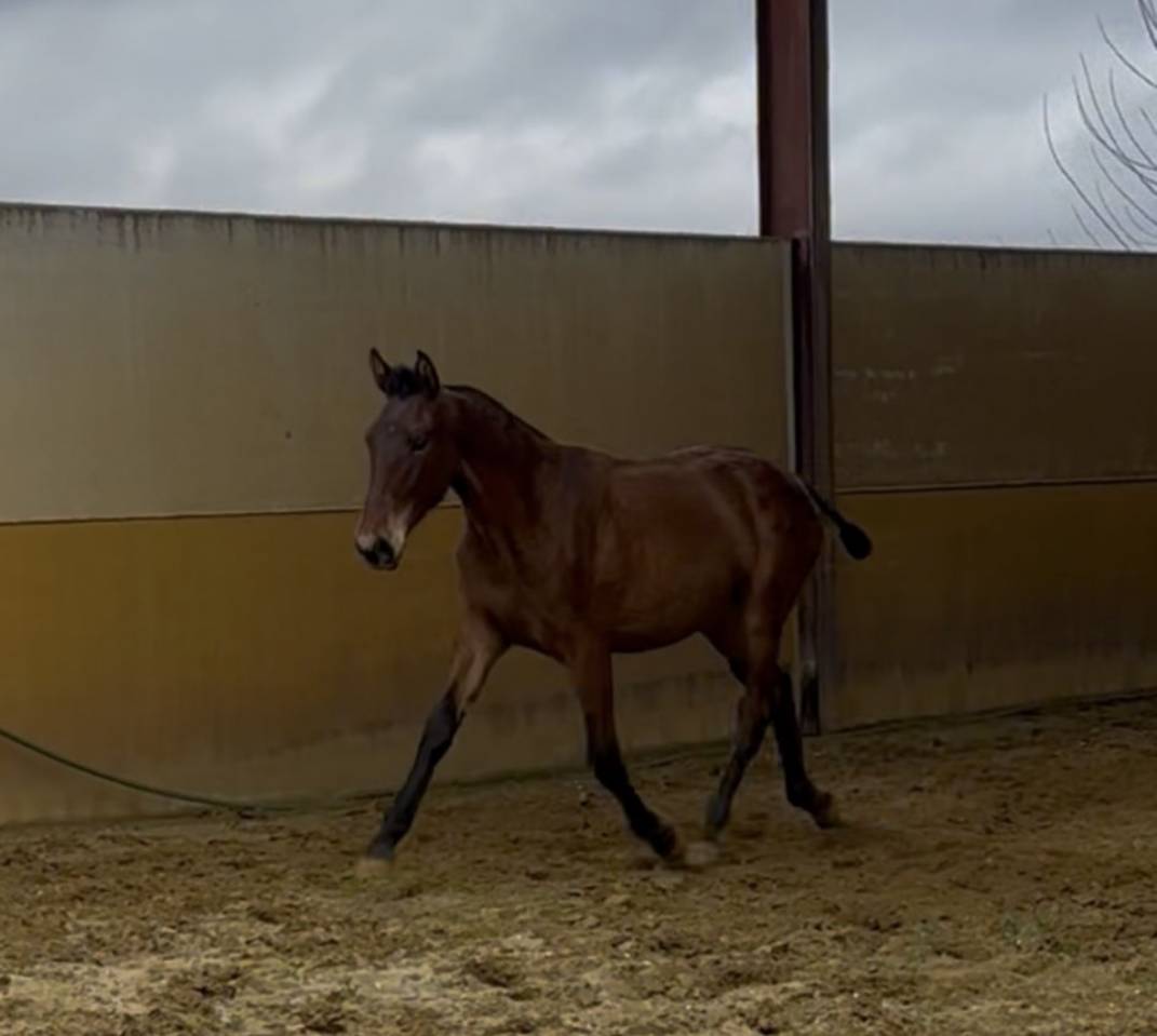 Potra Pura Raza Espa&ntilde;ola