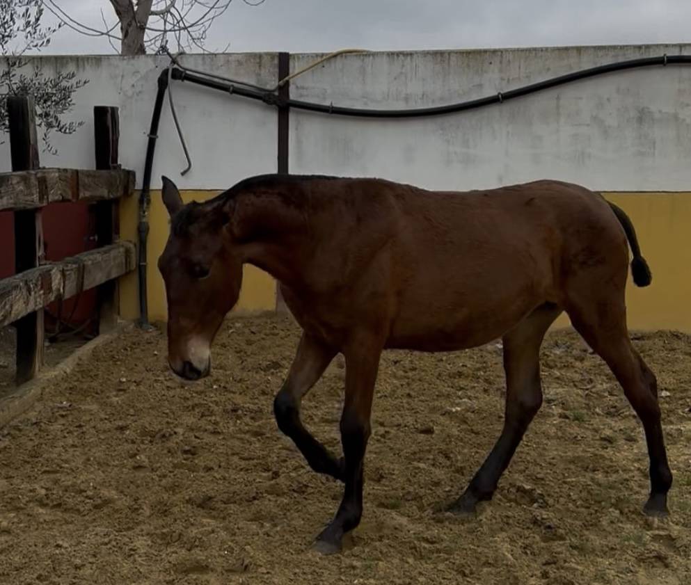 Potra Pura Raza Espa&ntilde;ola