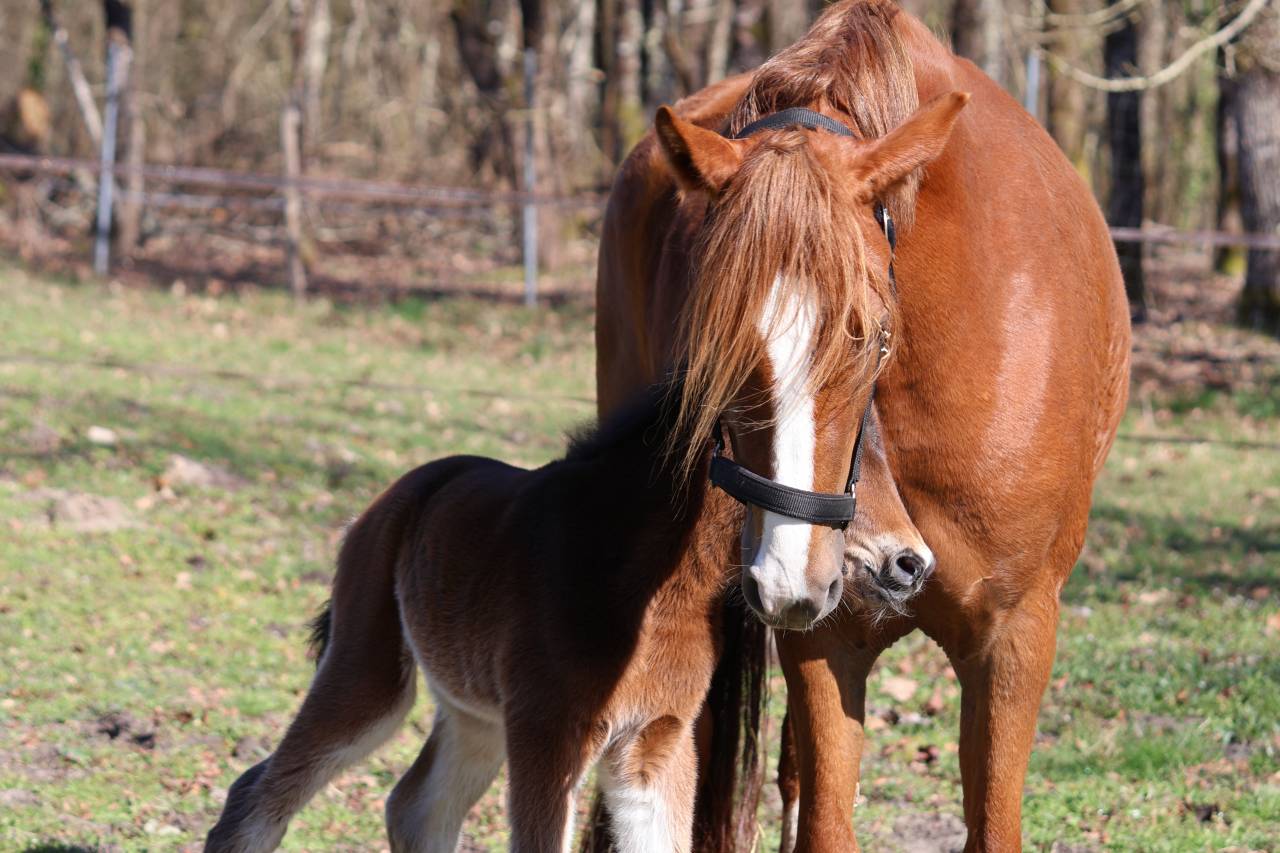 Potro PFS Poni Fran&ccedil;&eacute;s de Silla En venta 2026 Bayo moreno